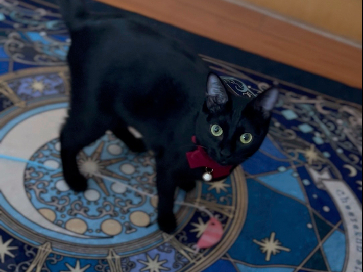 我有一只会巡回的小猫咪耶！