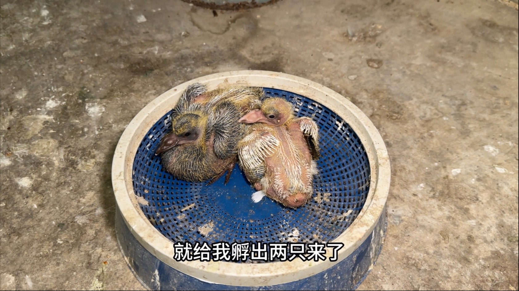 又给我整出一窝小鸽子，它是怎么带这么大的