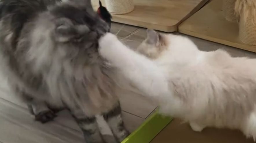 【Caesar和Loki的野爹】爪这么欠的猪一看就是被哥哥宠大的