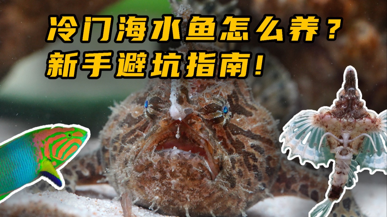 冷门海水鱼怎么养？新手避坑指南！