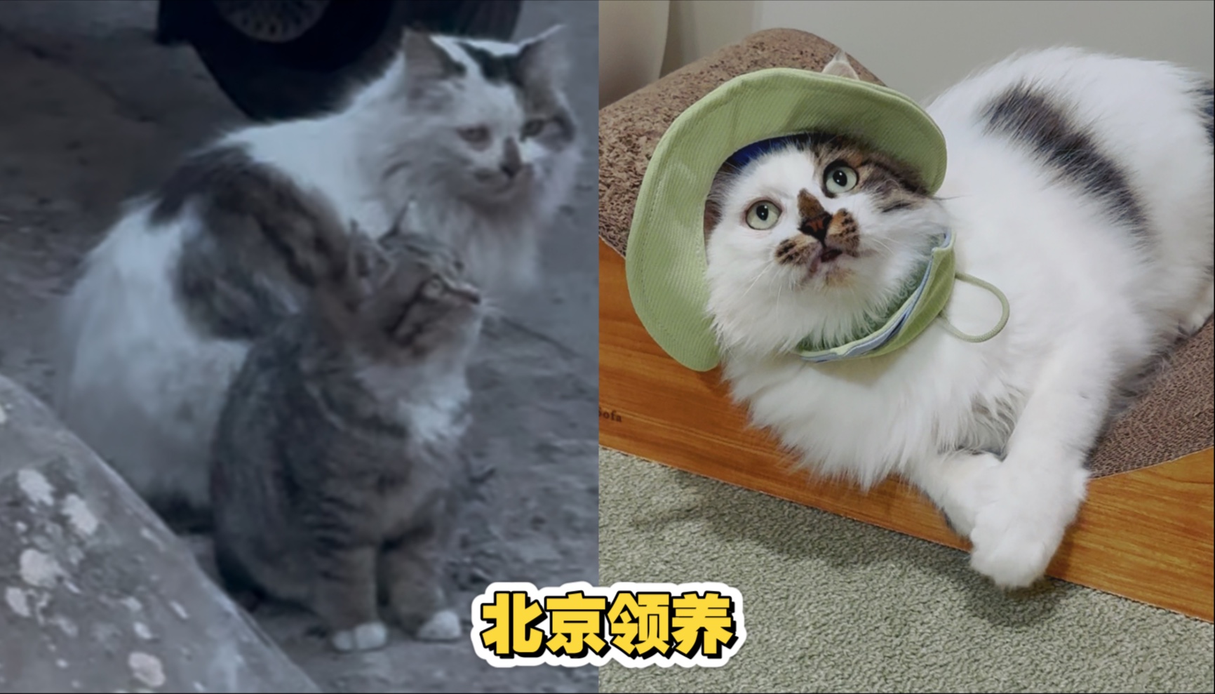 往事暗沉不可追，来日之路光明灿烂，流浪猫小乖在等待家人