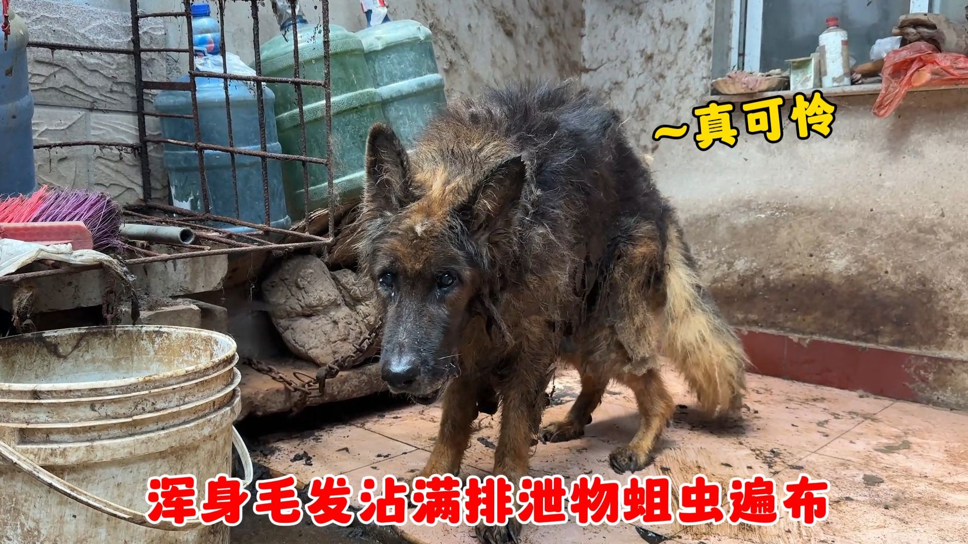 被囚禁多年的老德牧，狗生第一次洗澡清洁，胆怯的样子让人心疼