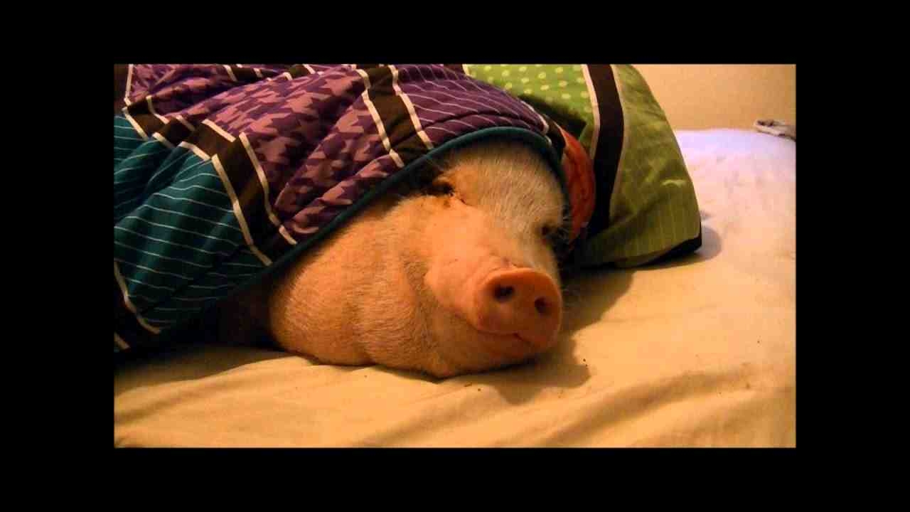 如何叫醒一只贪睡的猪〔真猪!!!〕