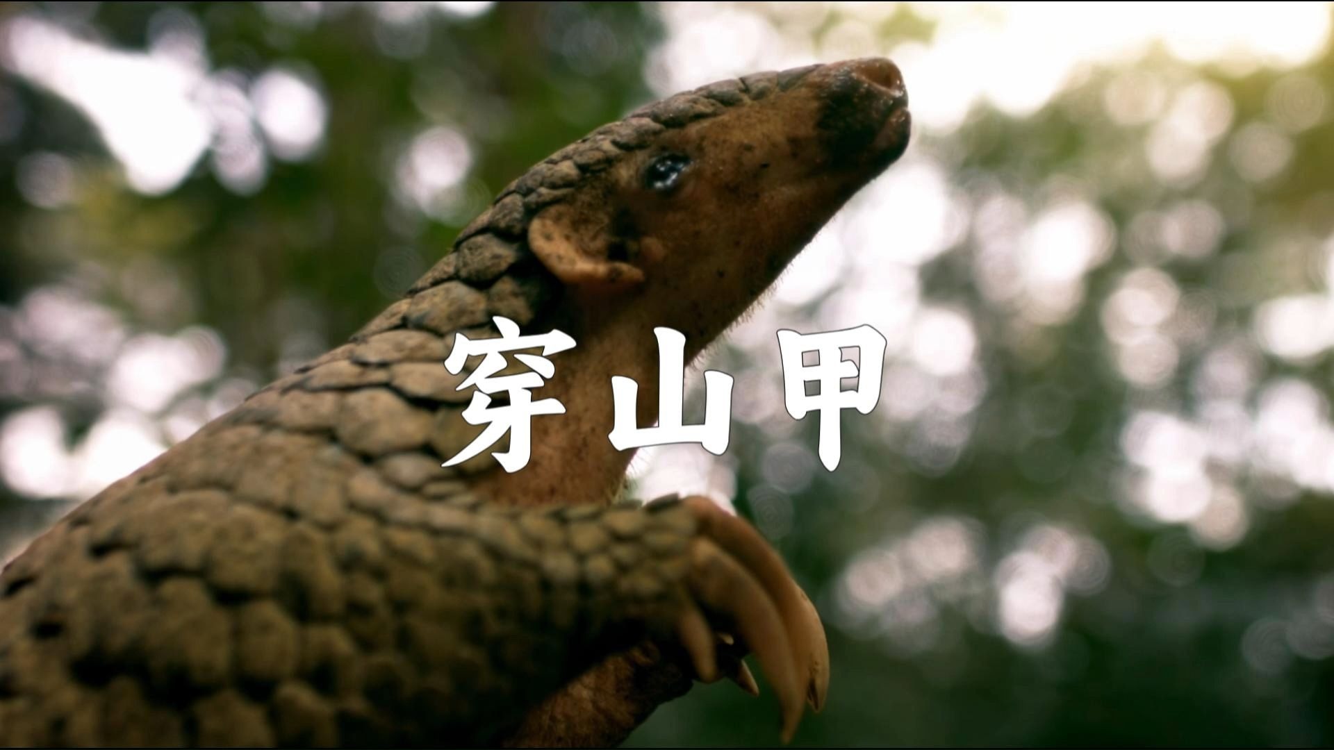 我的铠甲能对抗任何对手，却敌不过人类的贪婪