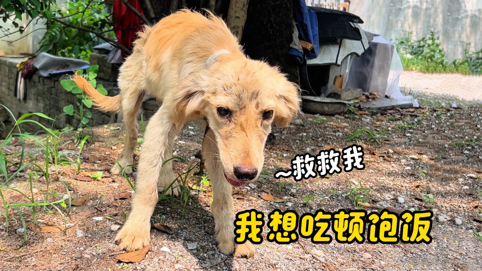 路边偶遇瘦骨嶙峋的小金毛，以落叶腐雨为食，无助的模样让人心疼