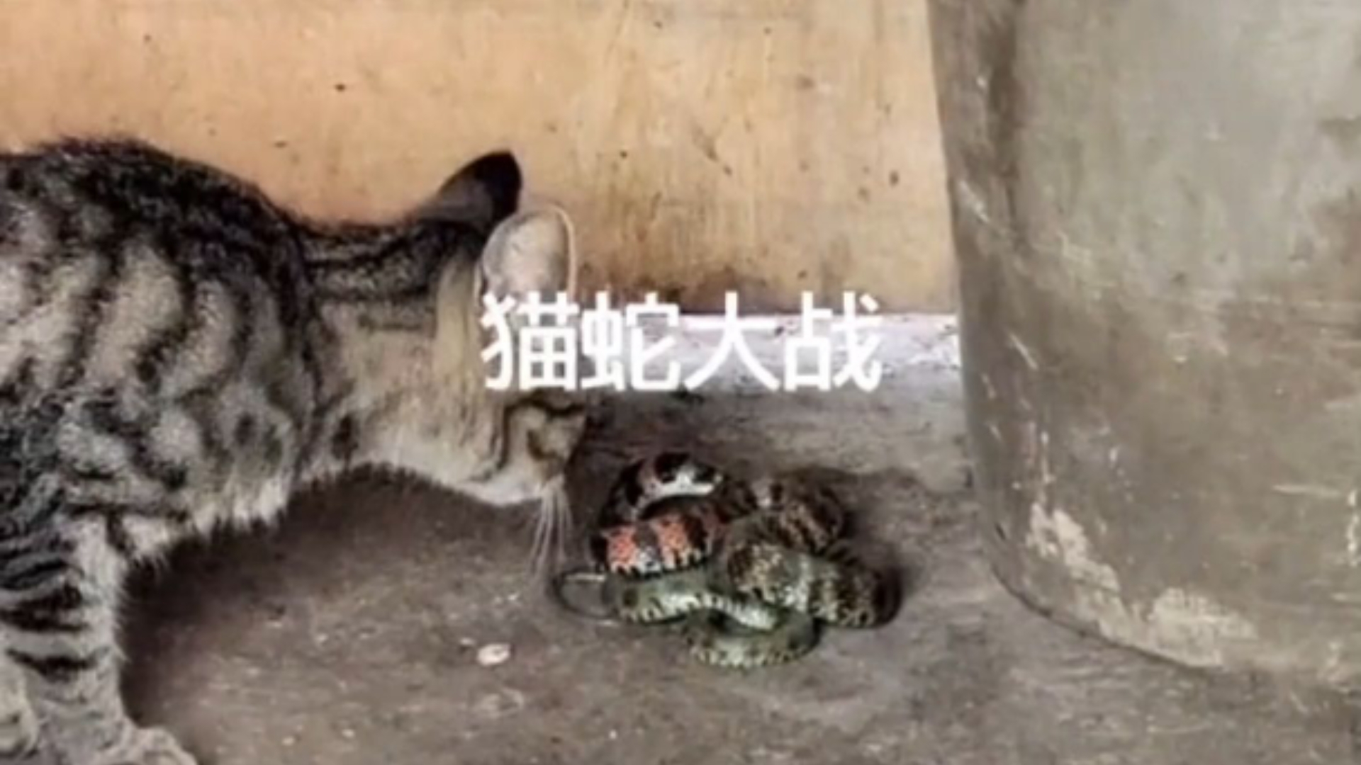 哈基米玩蛇被咬，最后头吐白沫