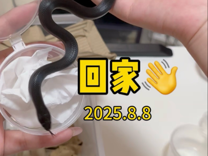 回家两小摞～#玉米蛇 #新手养蛇 #黑王蛇