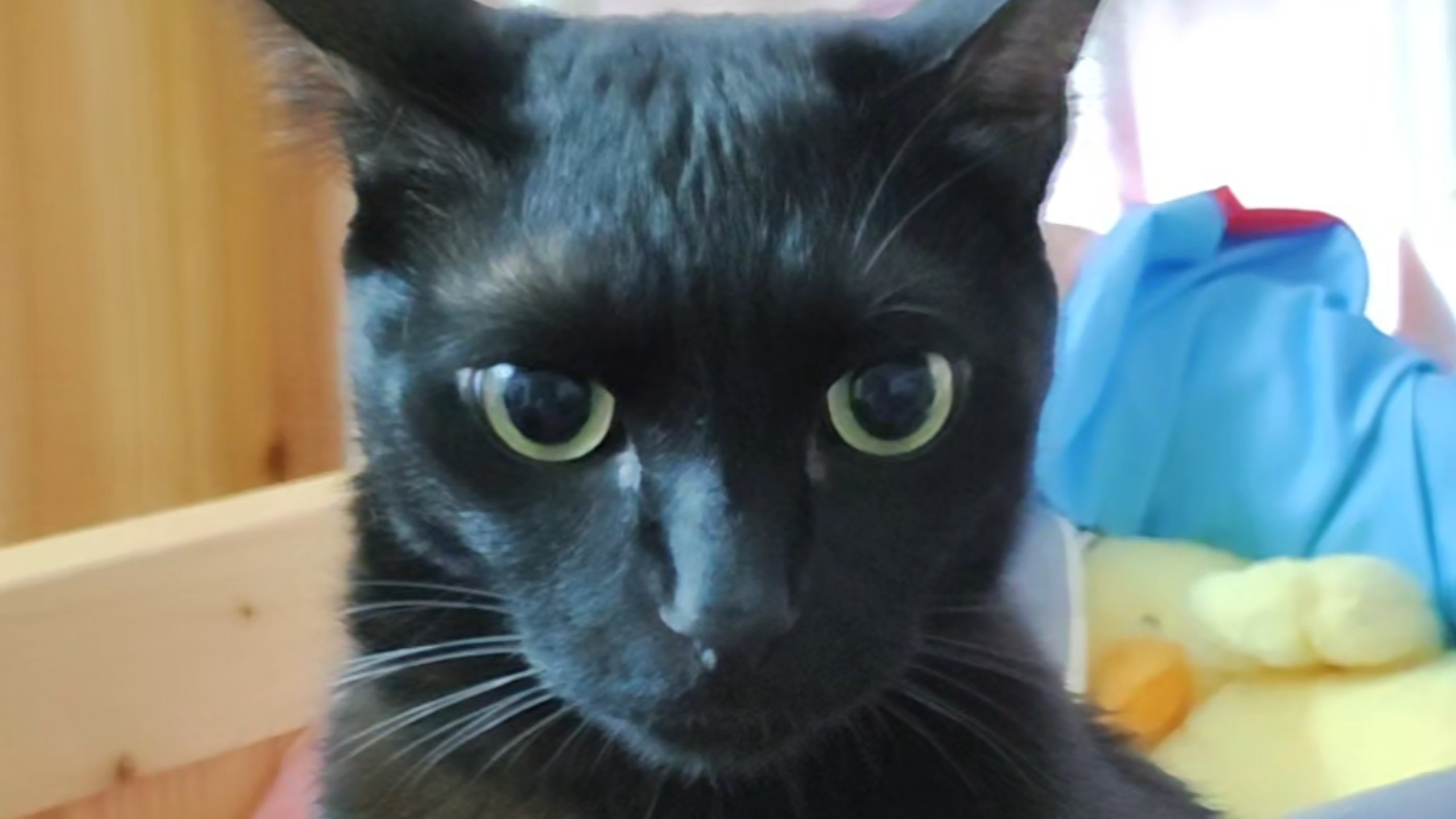 喵规则 迅喵 盯着出风未来做什么工作的西格玛一吉