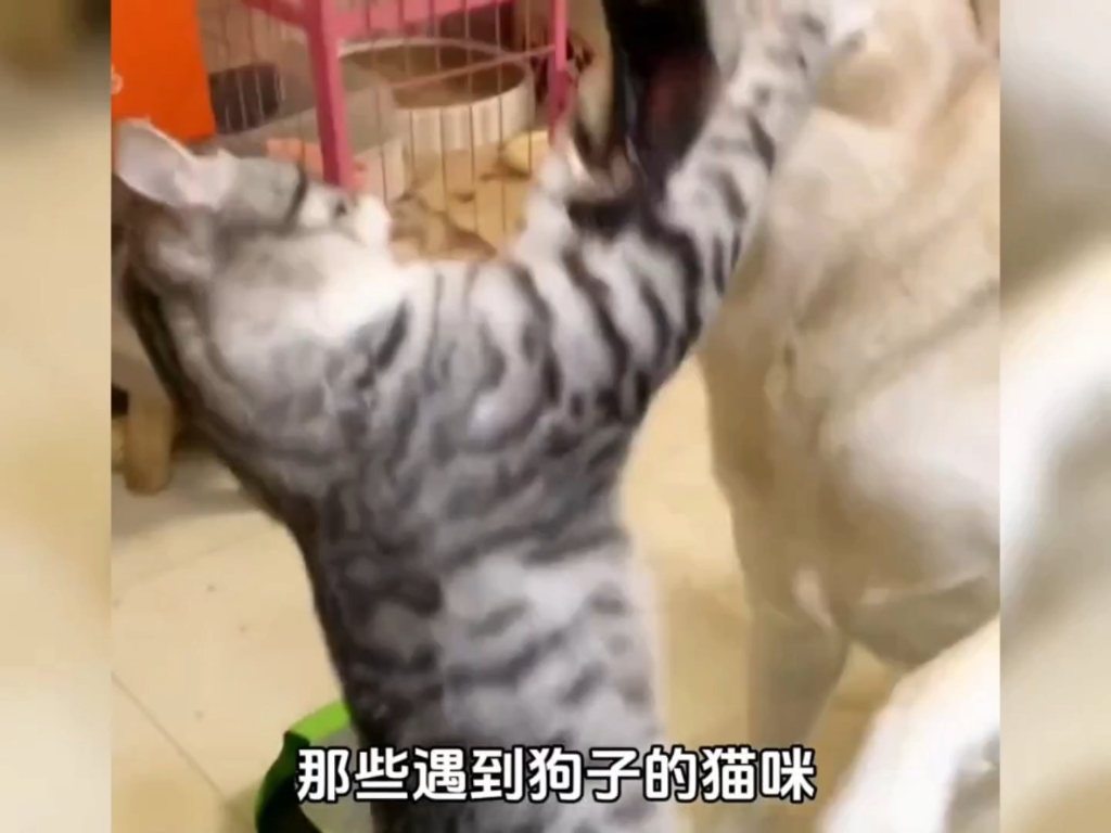 那些遇到狗子的猫咪，来看看哪个更嚣张？