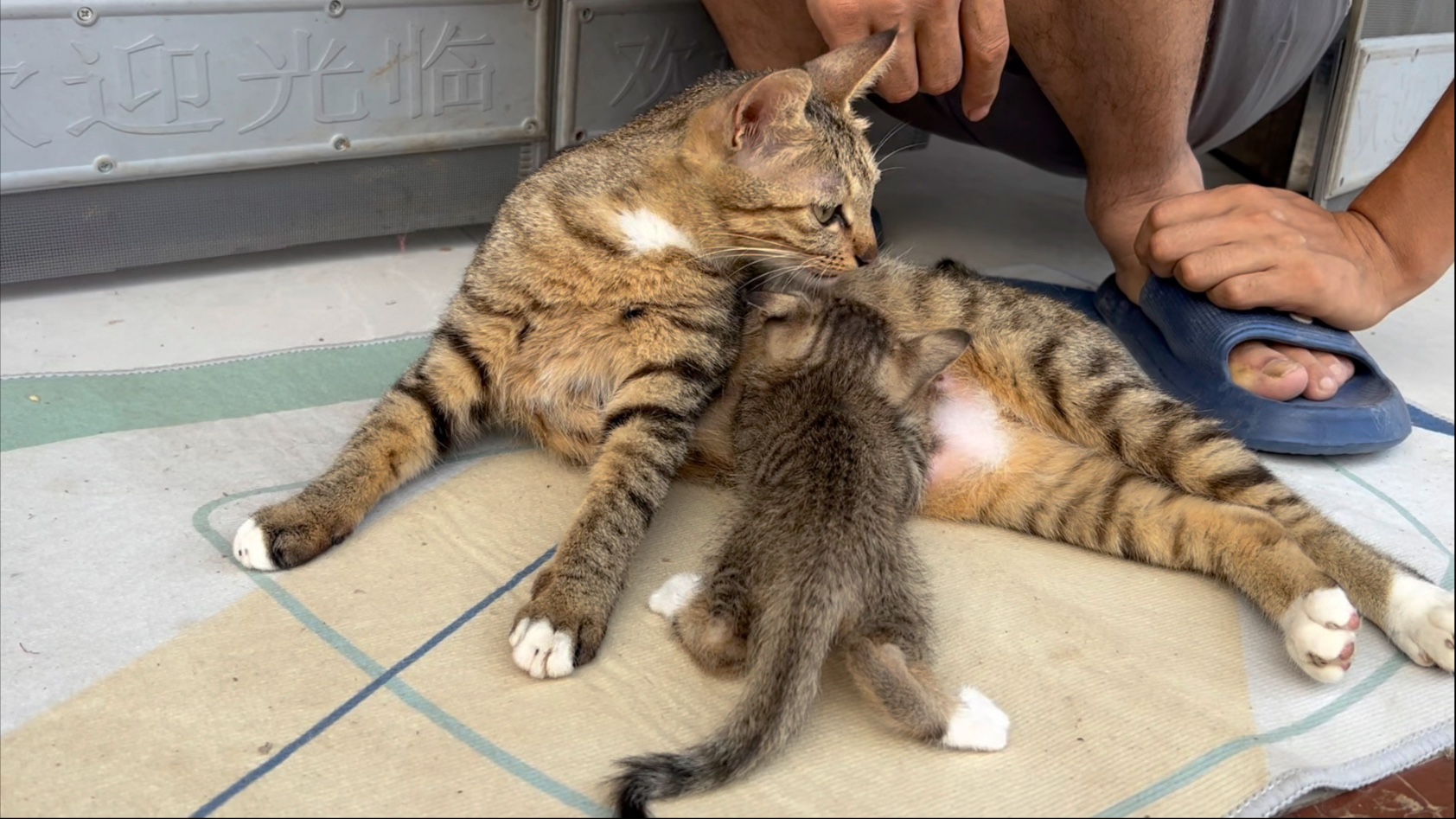 昨天送出去的小猫咪越狱了，接回来了让猫咪妈妈继续奶