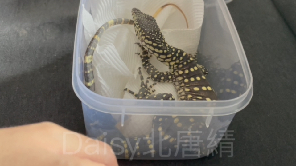 【眼斑巨蜥Spot的日常】眼斑巨蜥开箱
