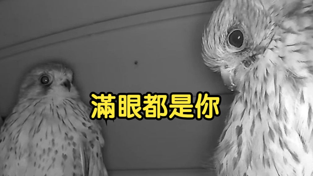 滿眼都是老婆 德國紅隼夫妻甜蜜互動＋尾羽小鬧劇 20250811-13