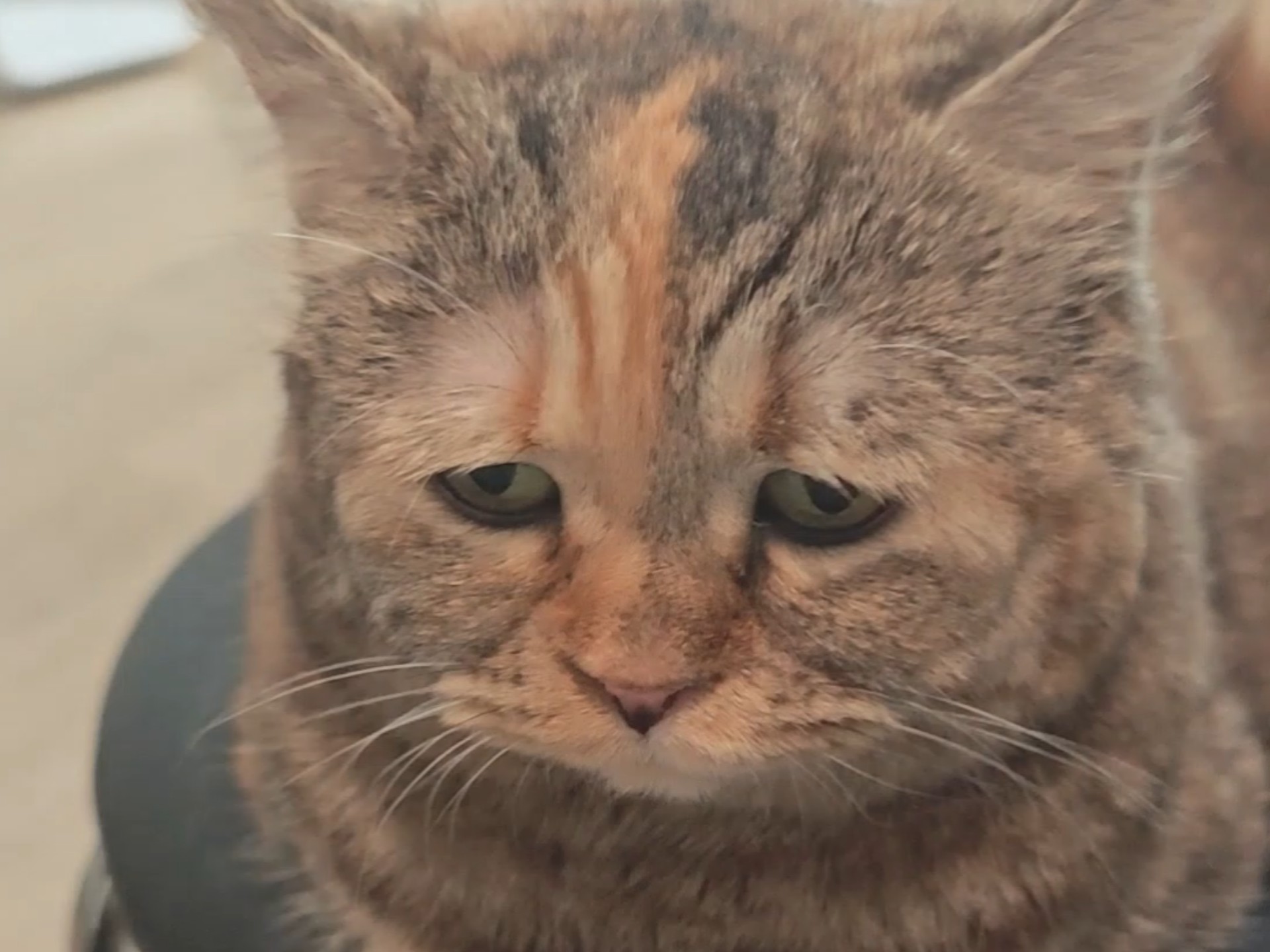 今天的水里掺了不少罐罐，我挺高兴的。