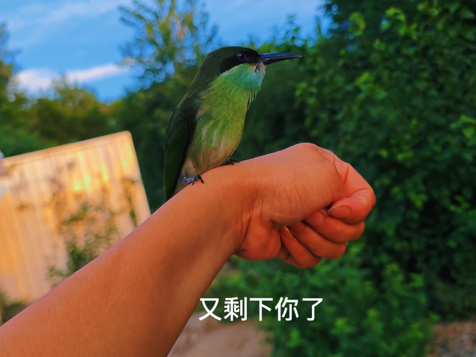 其他鸟今天都飞走了准备迁徙落，这小家伙又被落下了！