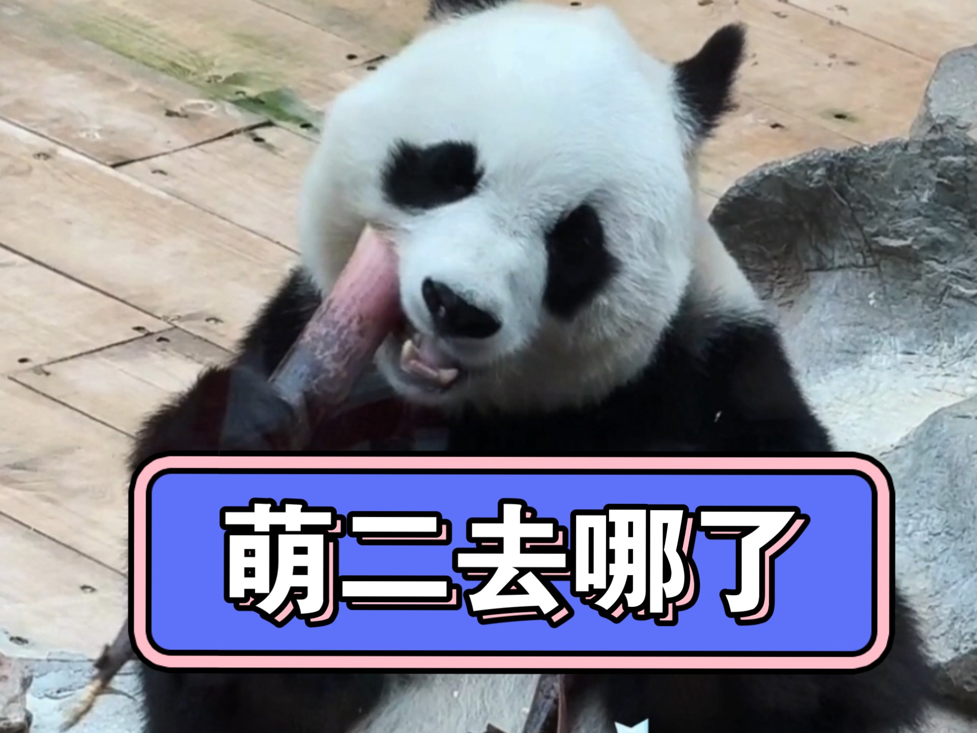 以后请叫我萌局…