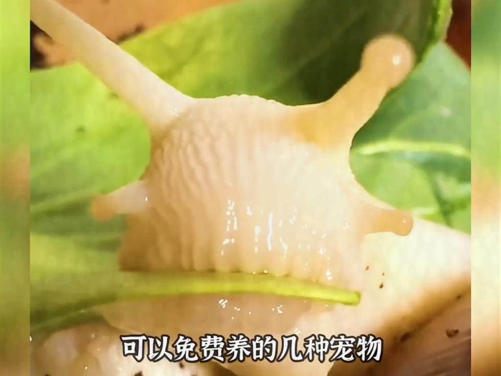 免费养的宠物，你养过哪几个？