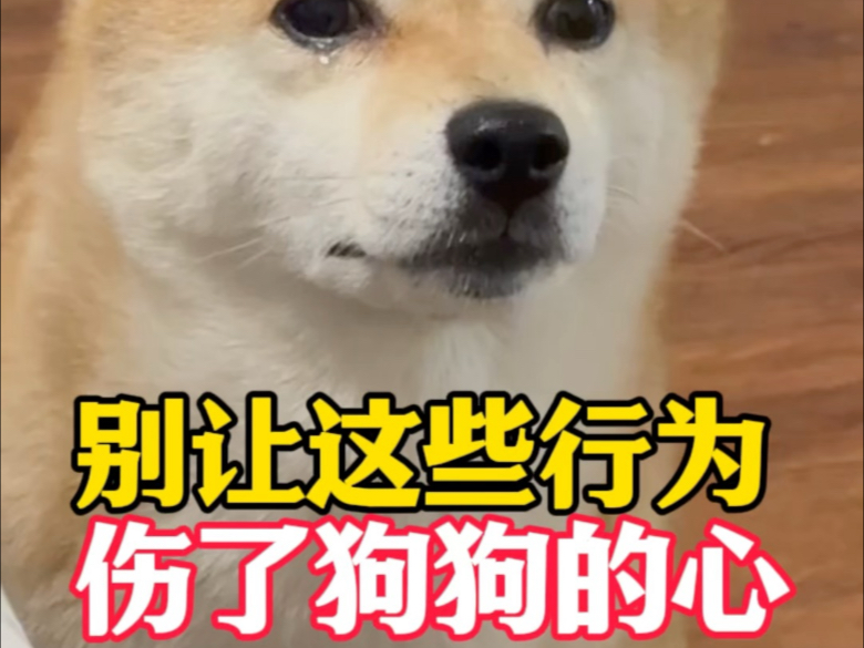 别让这些行为，伤了狗狗的心