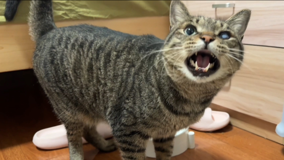 养了快三年的痴呆小猫，我妈说他是演的，一到吃饭智商狂飙180