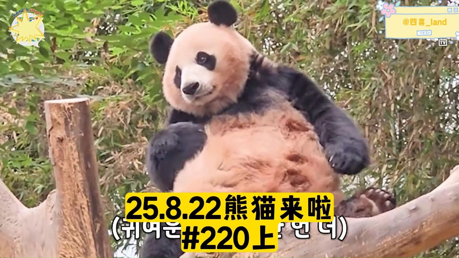 【中字】25.8.22熊猫来啦ep220上丨睿宝辉宝独立适应记，以及对