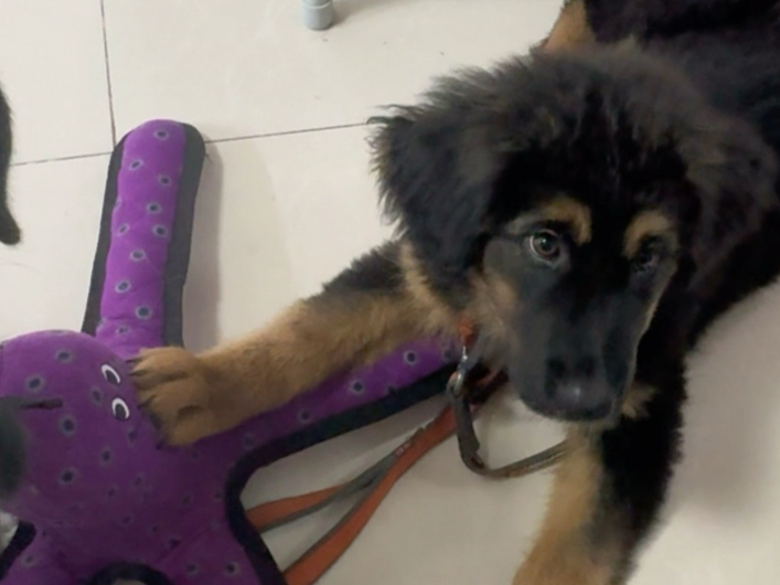 笑死，新的小呆瓜认证！