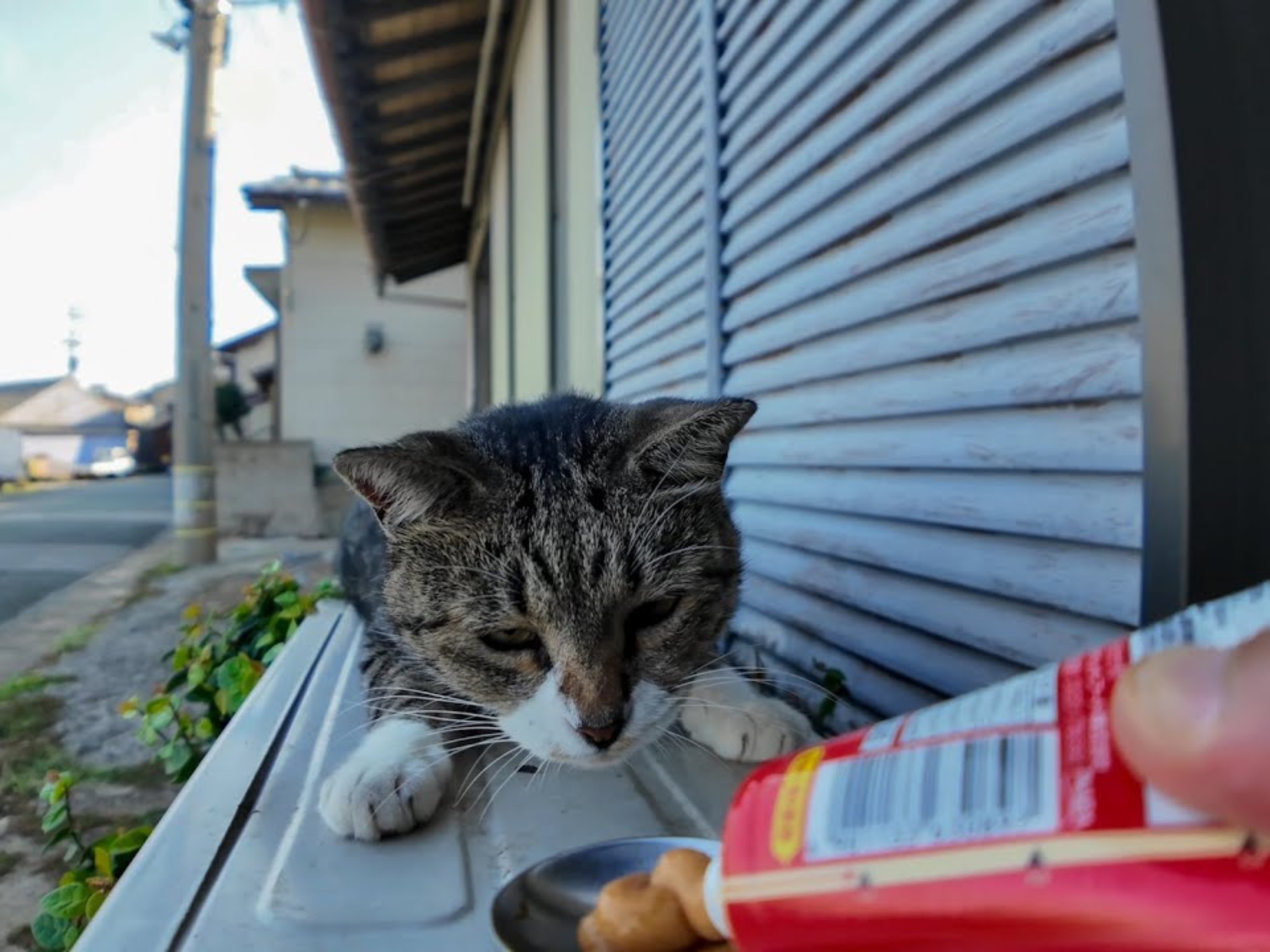 装睡的猫？一听到有ちゅ〜る立马跳起来！