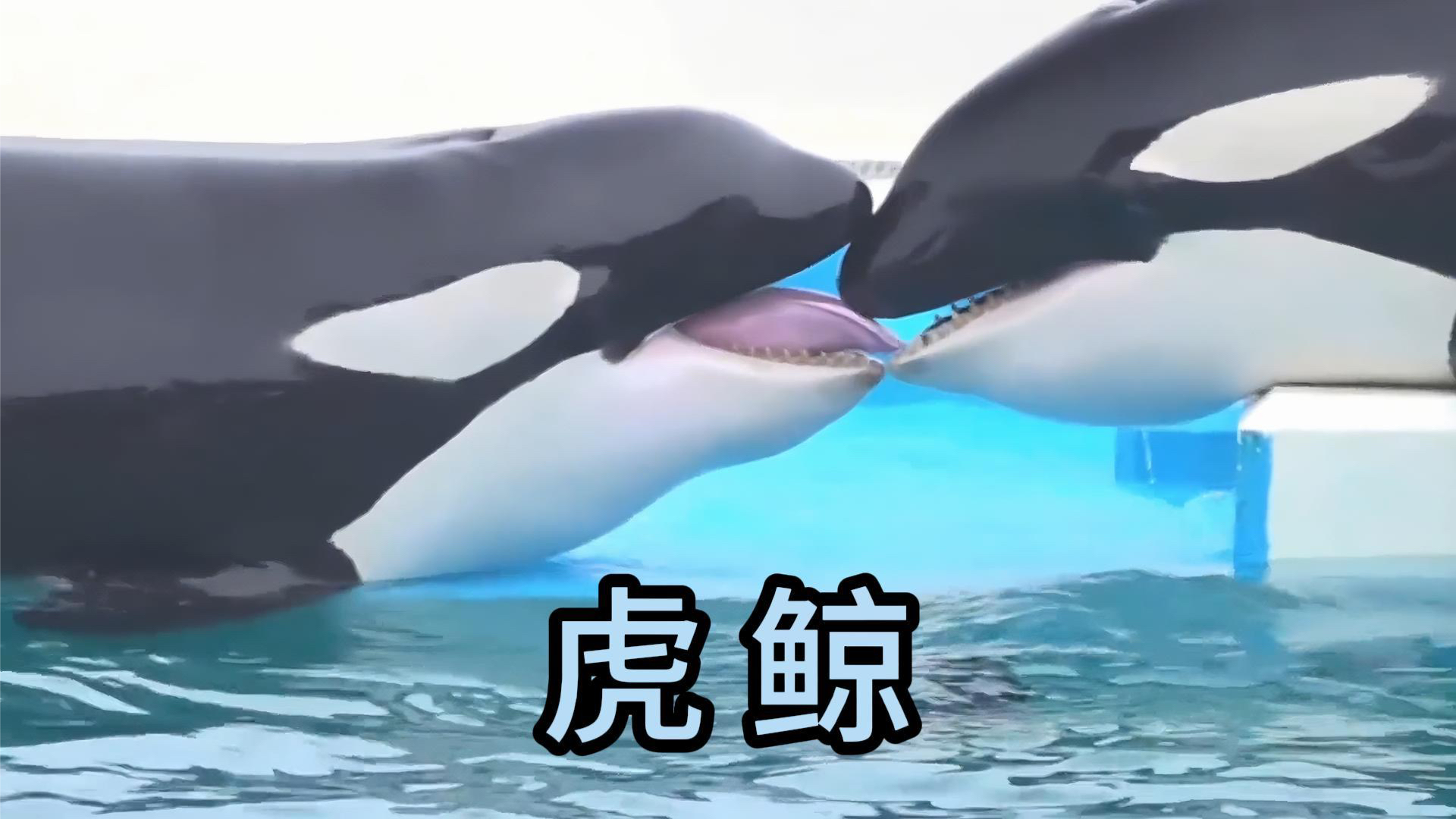 海洋乱不乱 虎鲸说了算，调皮虎鲸