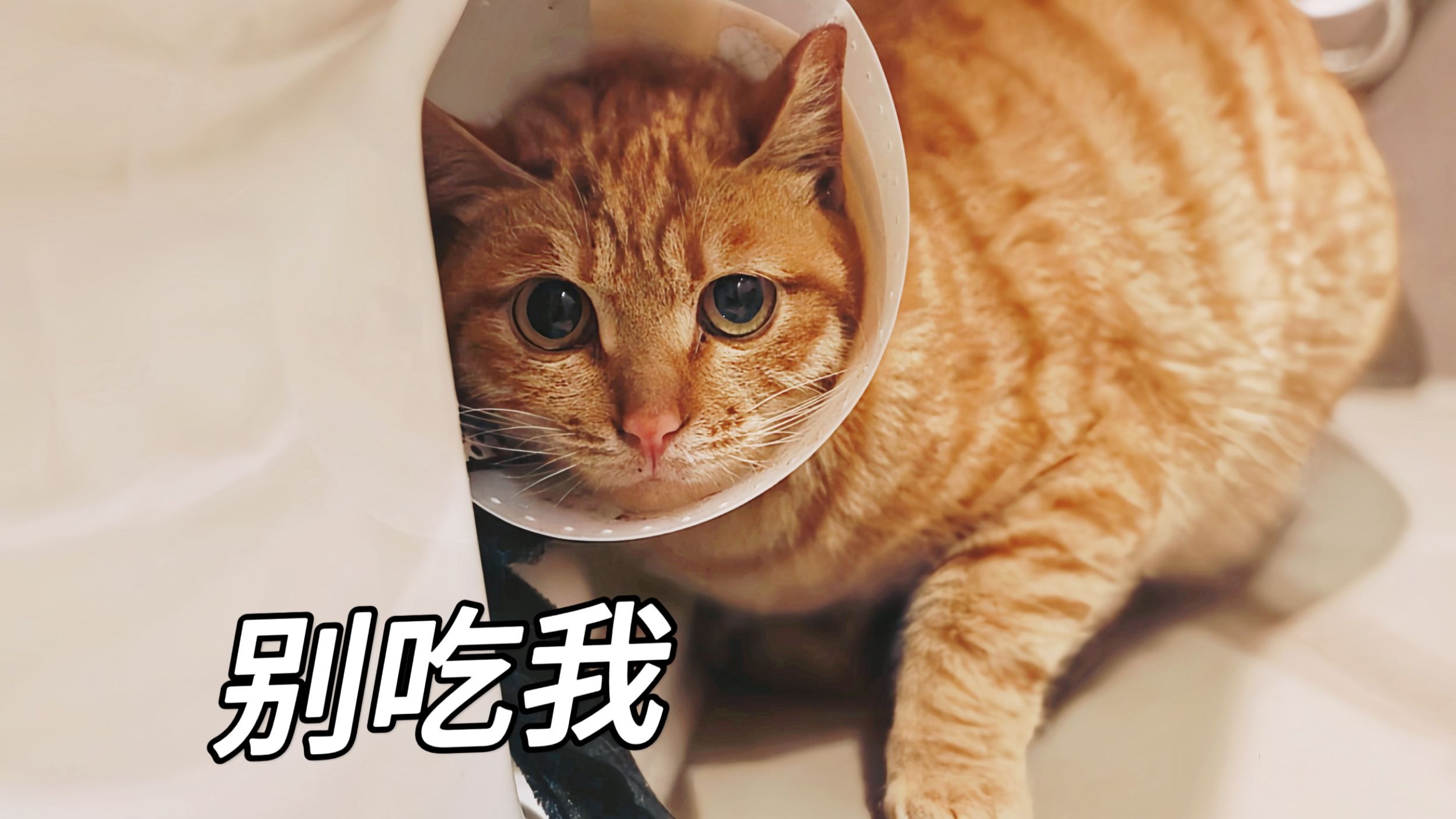 顺手抓了只路过的小浪猫回家，被吓成了大小眼