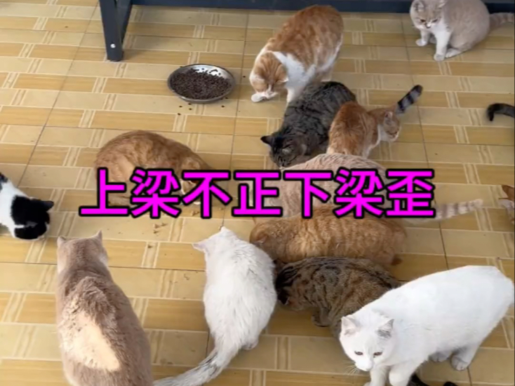 收养流浪猫请擦亮你的双眼，小心隐藏在流浪猫里面的bt