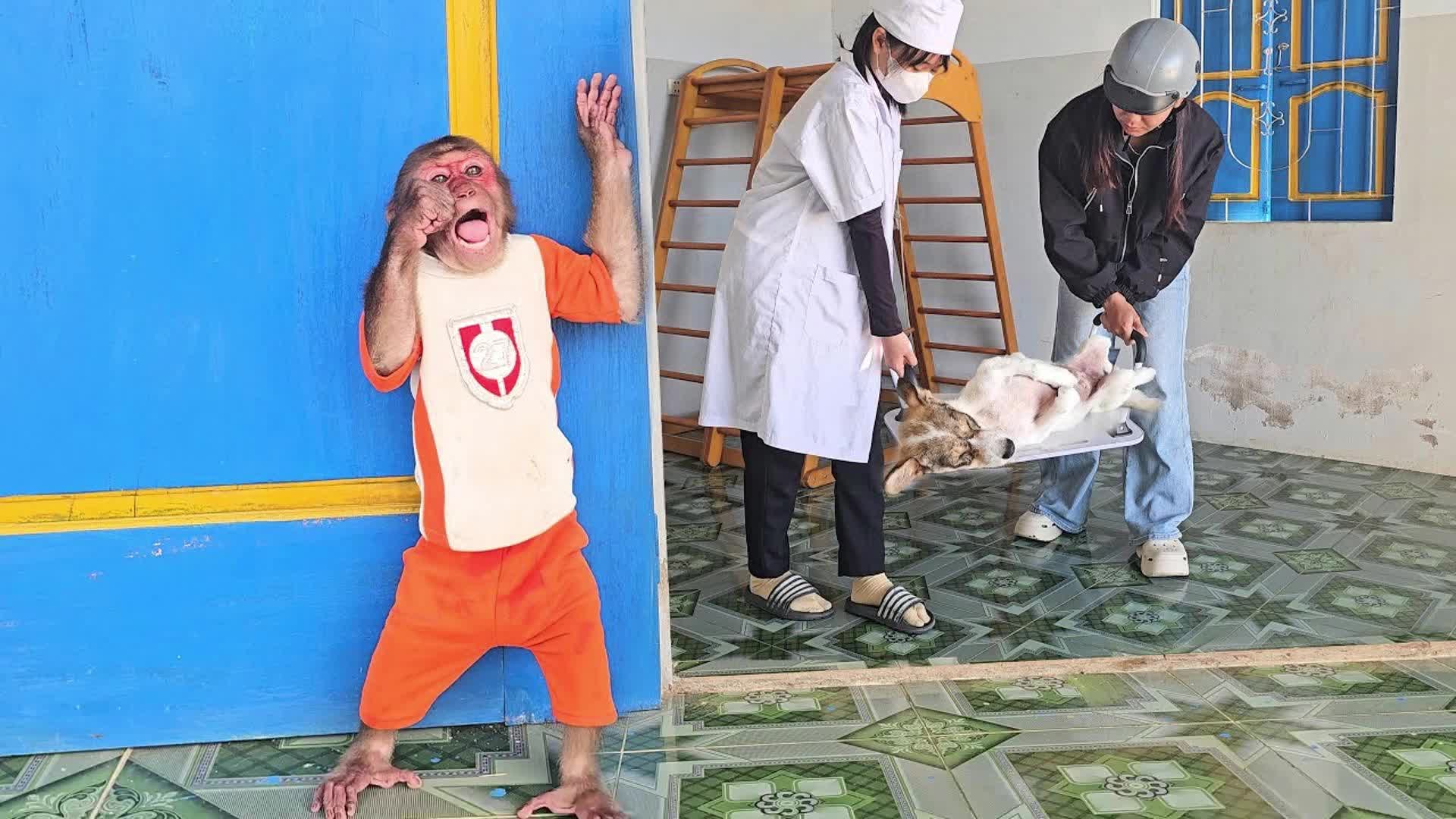 淘气苏和妈妈一起去接小狗子回家！