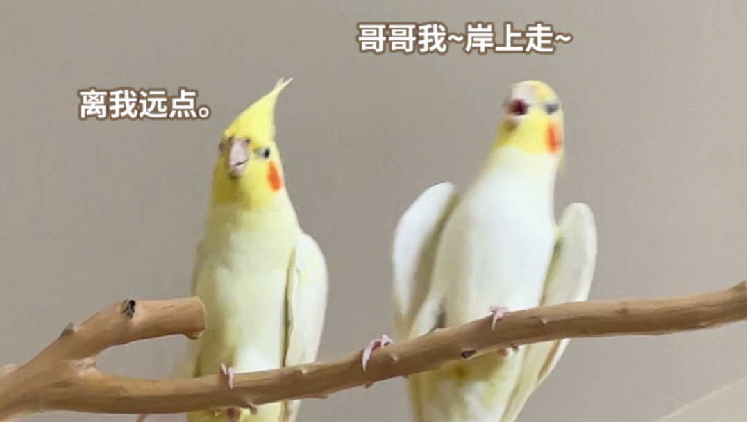 学歌是不可能学的，妹妹是一定要骚扰的