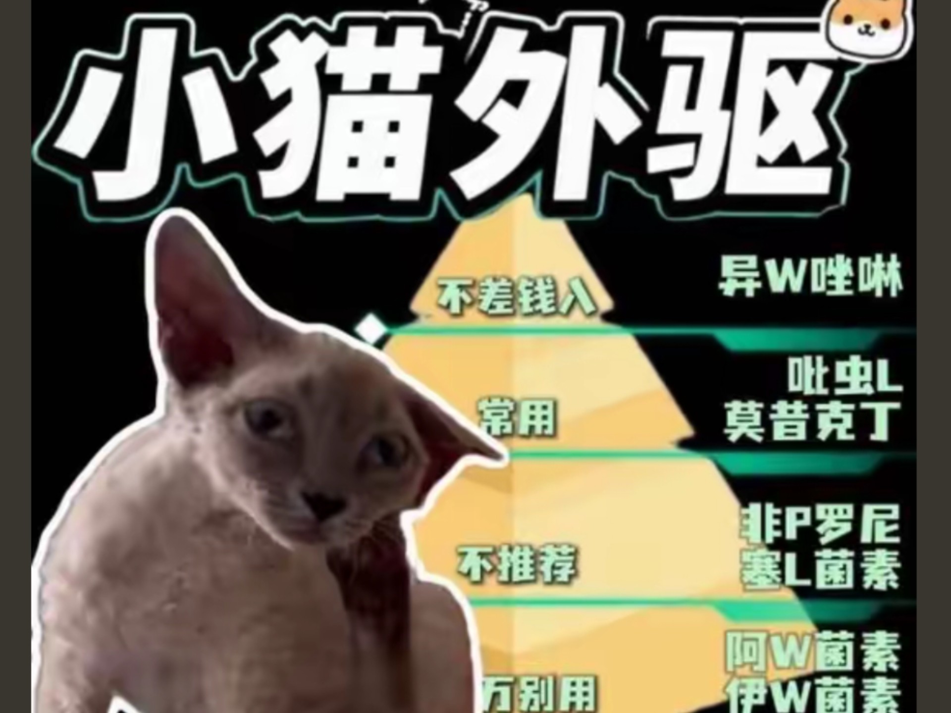 小猫体外驱虫的四个等级！！