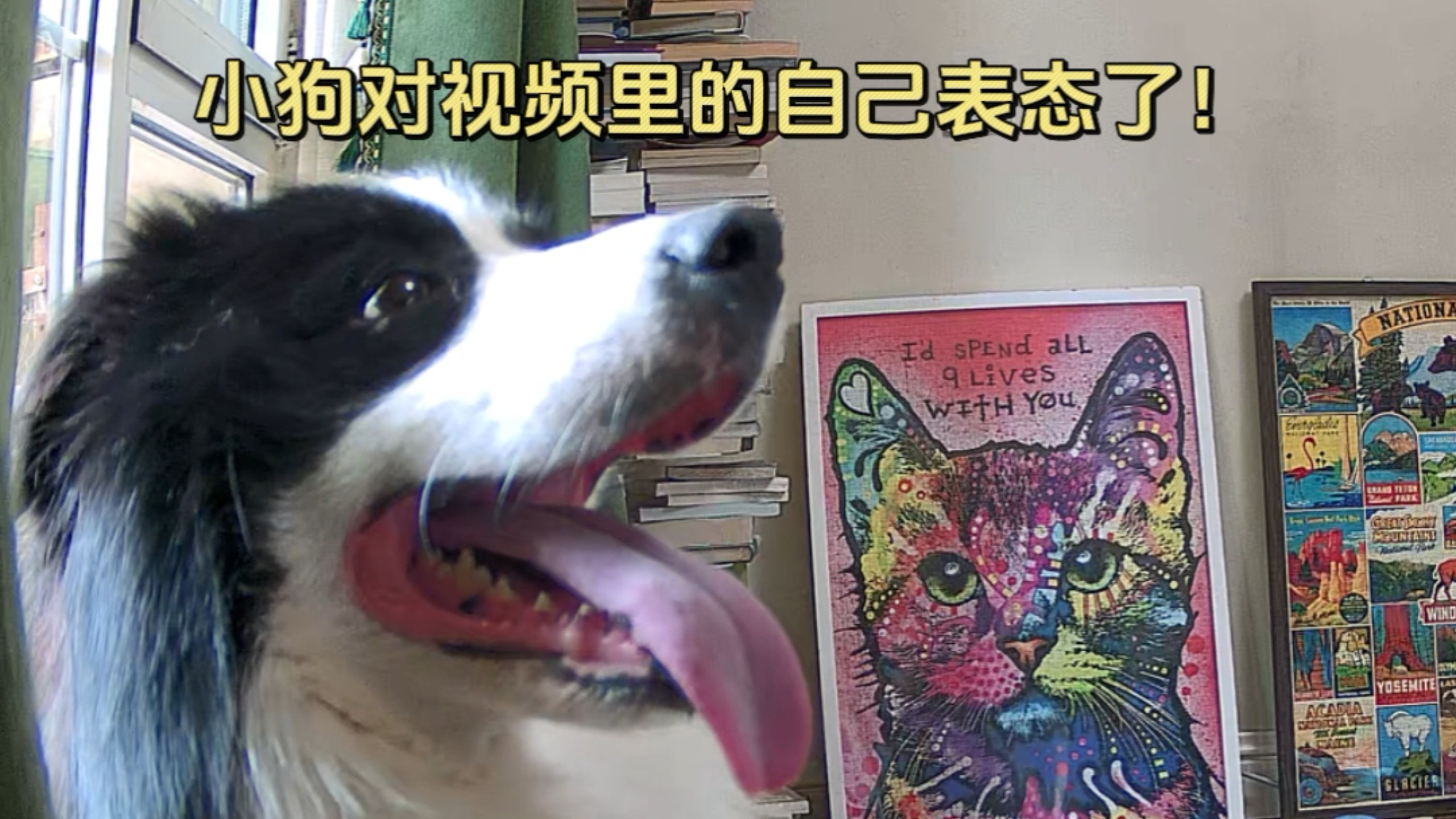 林克小狗知不知道，妈妈的视频里面是他自己