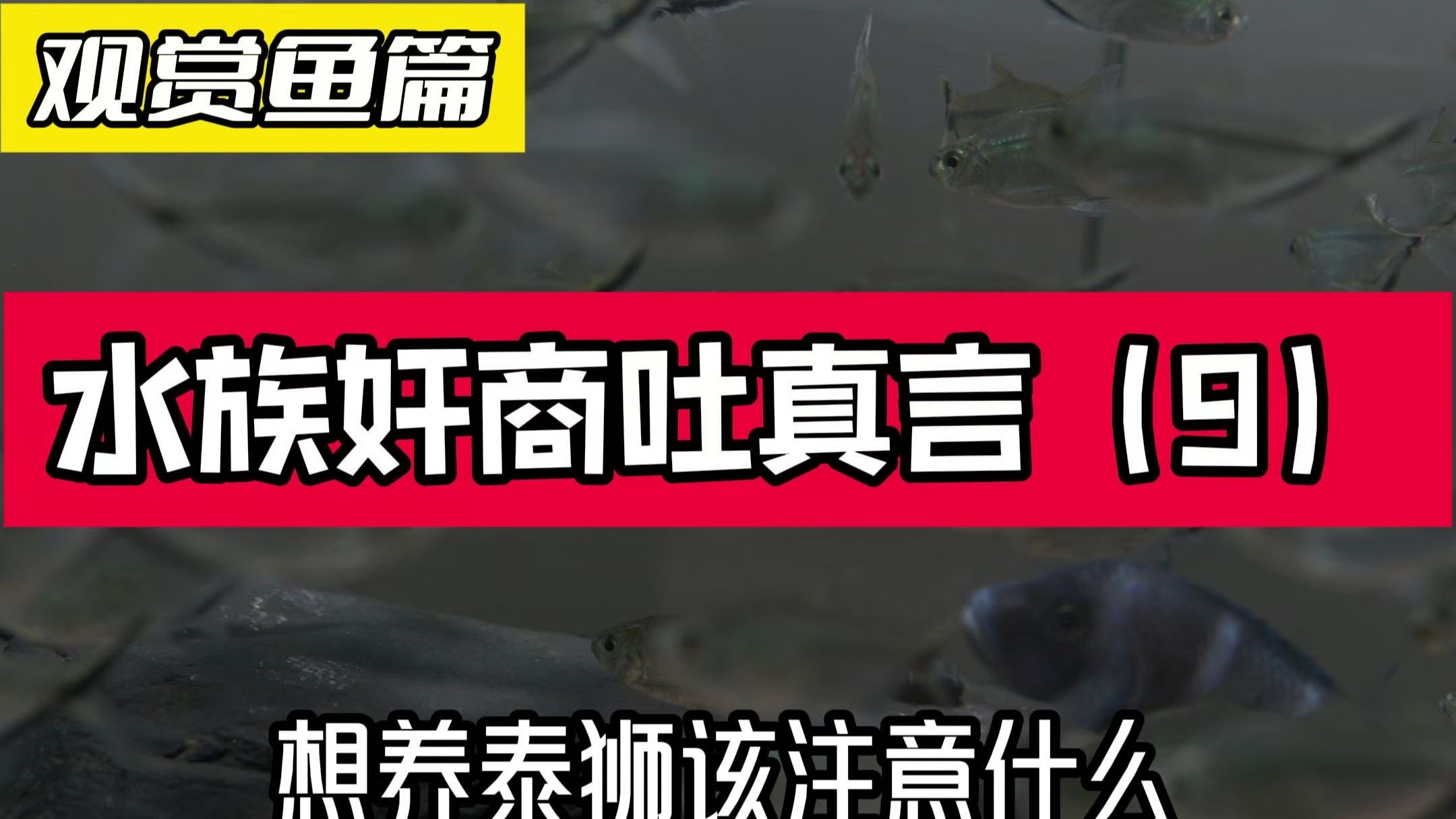 水族奸商吐真言（8），泰狮应该怎么选，怎么养？