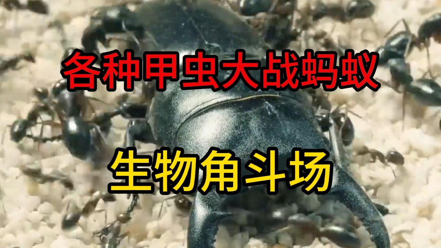 各种昆虫与蚂蚁大军大战角斗场
