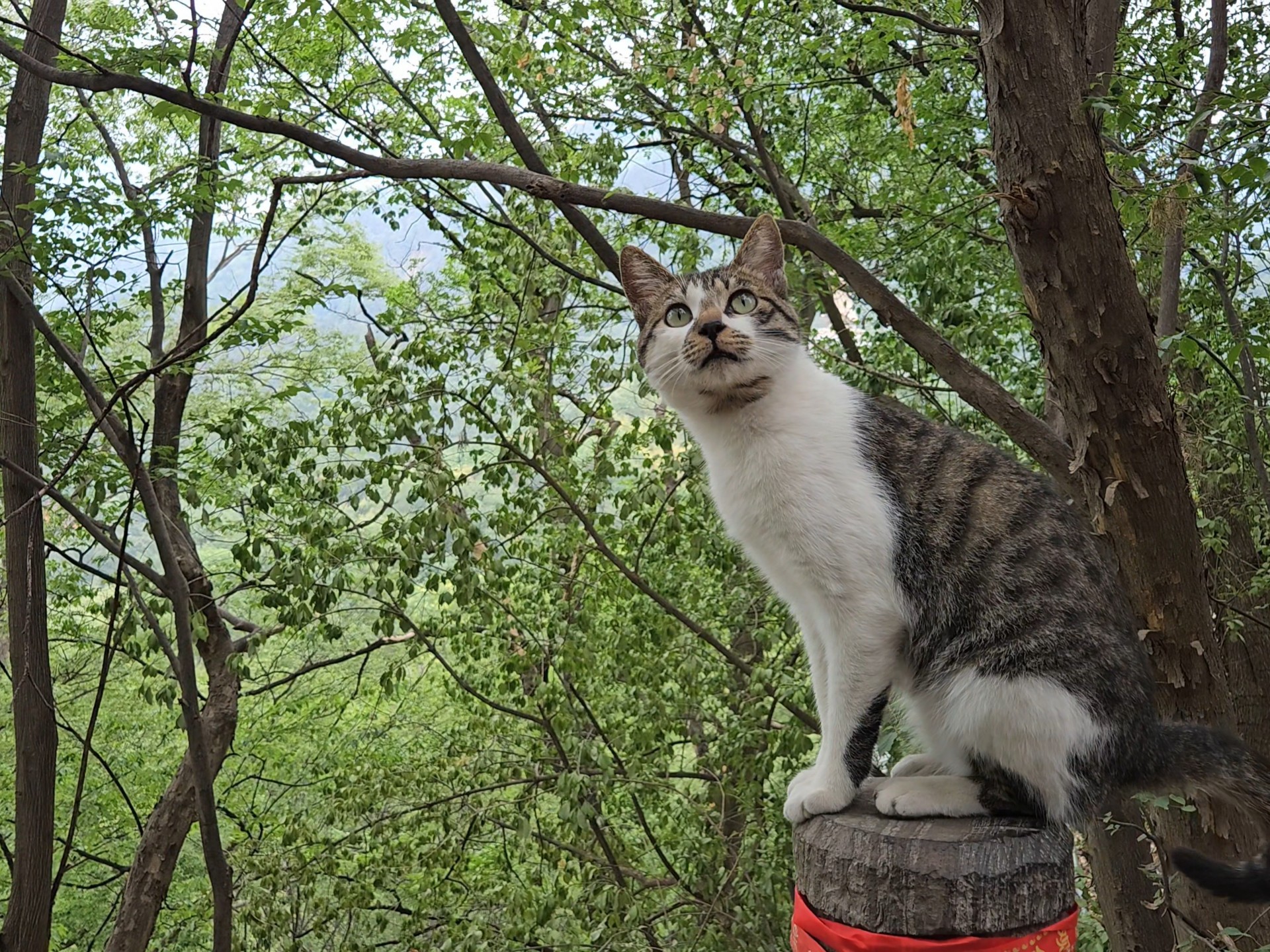 玄冠犯错误被教训之后不知躲到哪去了，很久没见它，但还在山上。