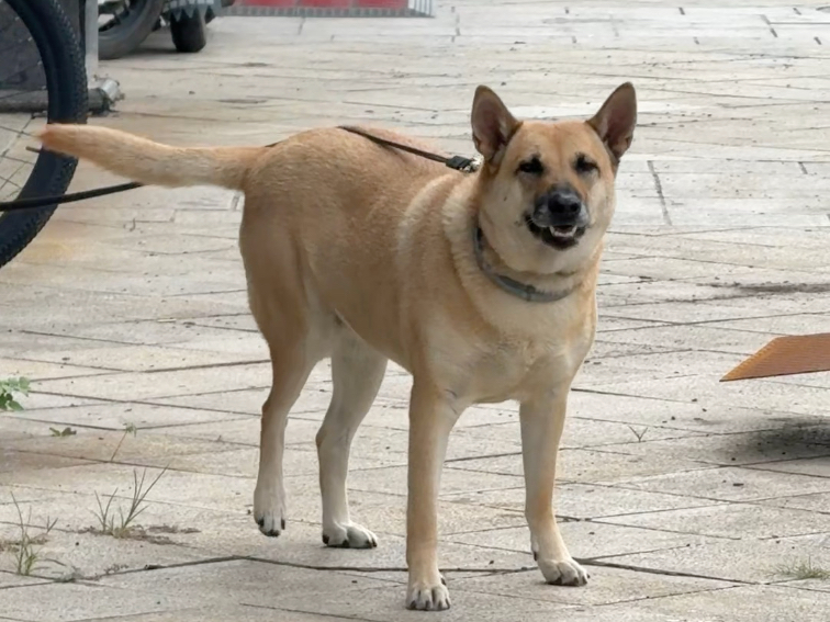 农村小伙带田园犬去城里照相馆拍写真