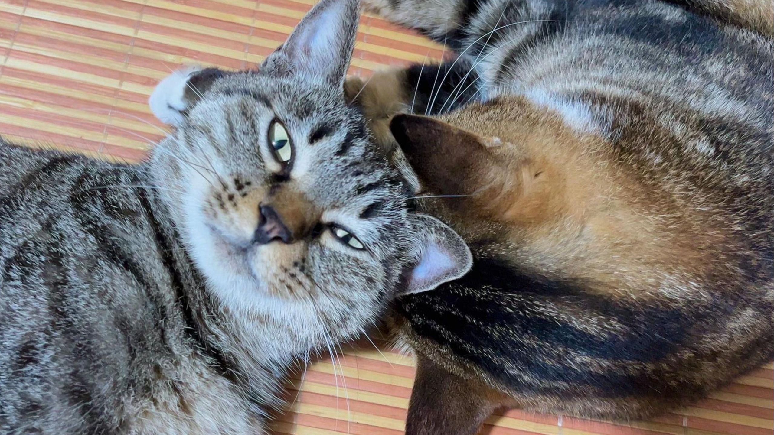骚猫，一天回家一趟，一趟炫半盆，吃了足足十分钟