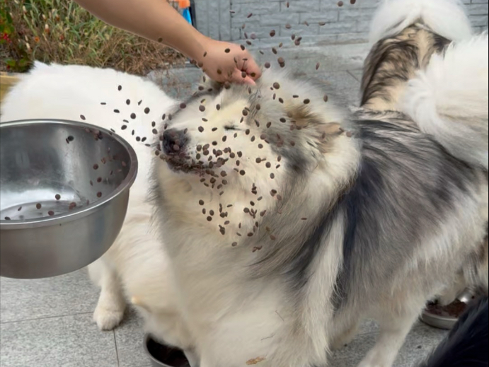 欢迎收看30岁养24只宠物停水28天日常