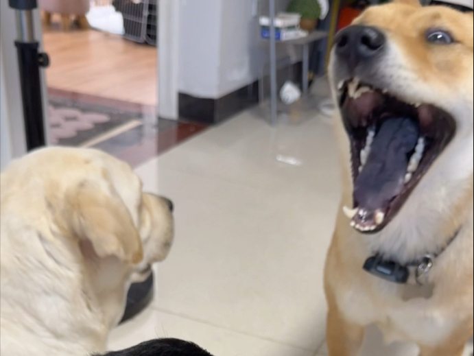 每一条狗毛都充满了拒绝