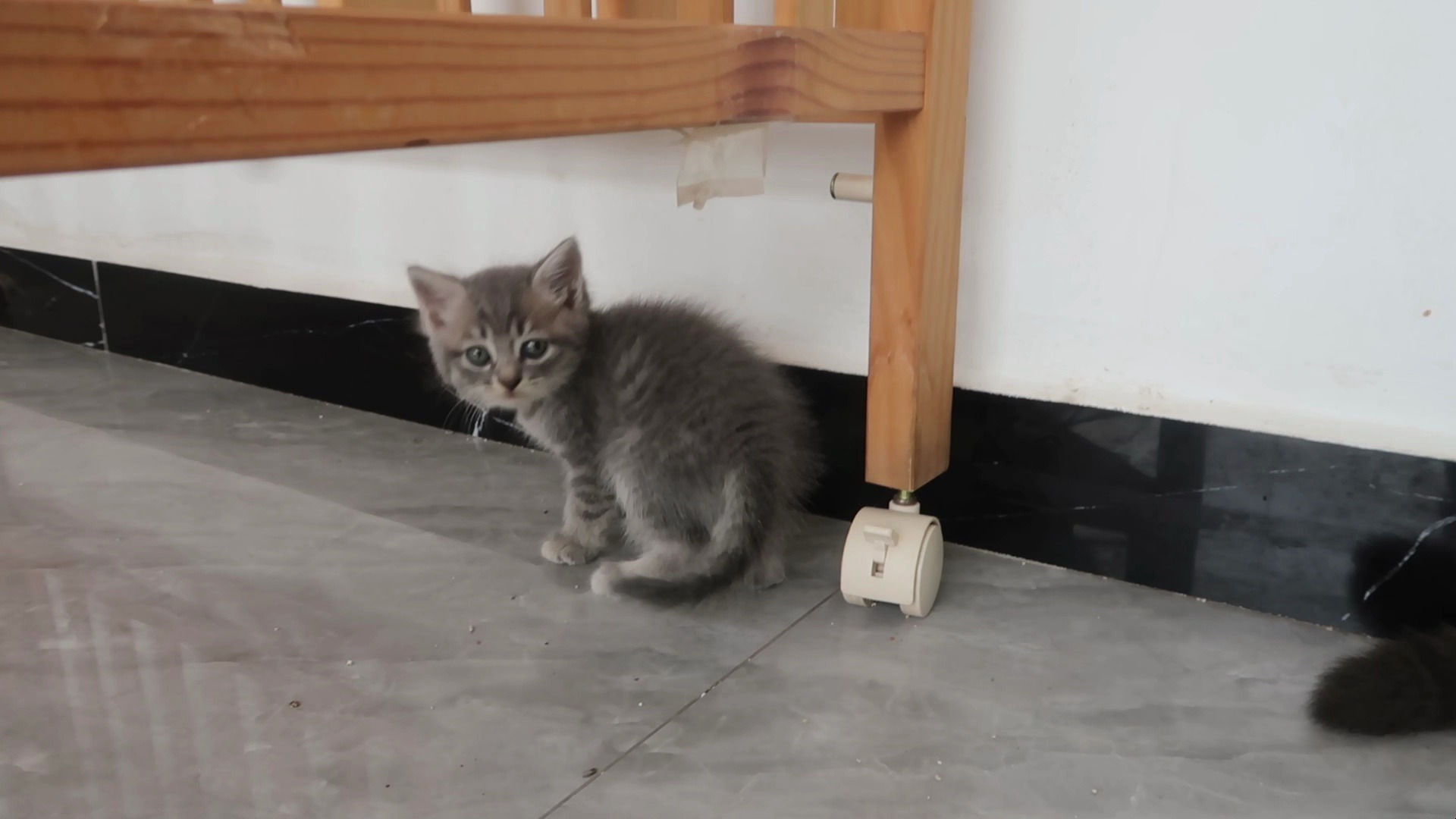落单的小奶猫，可怜巴巴地等着妈妈回来捡