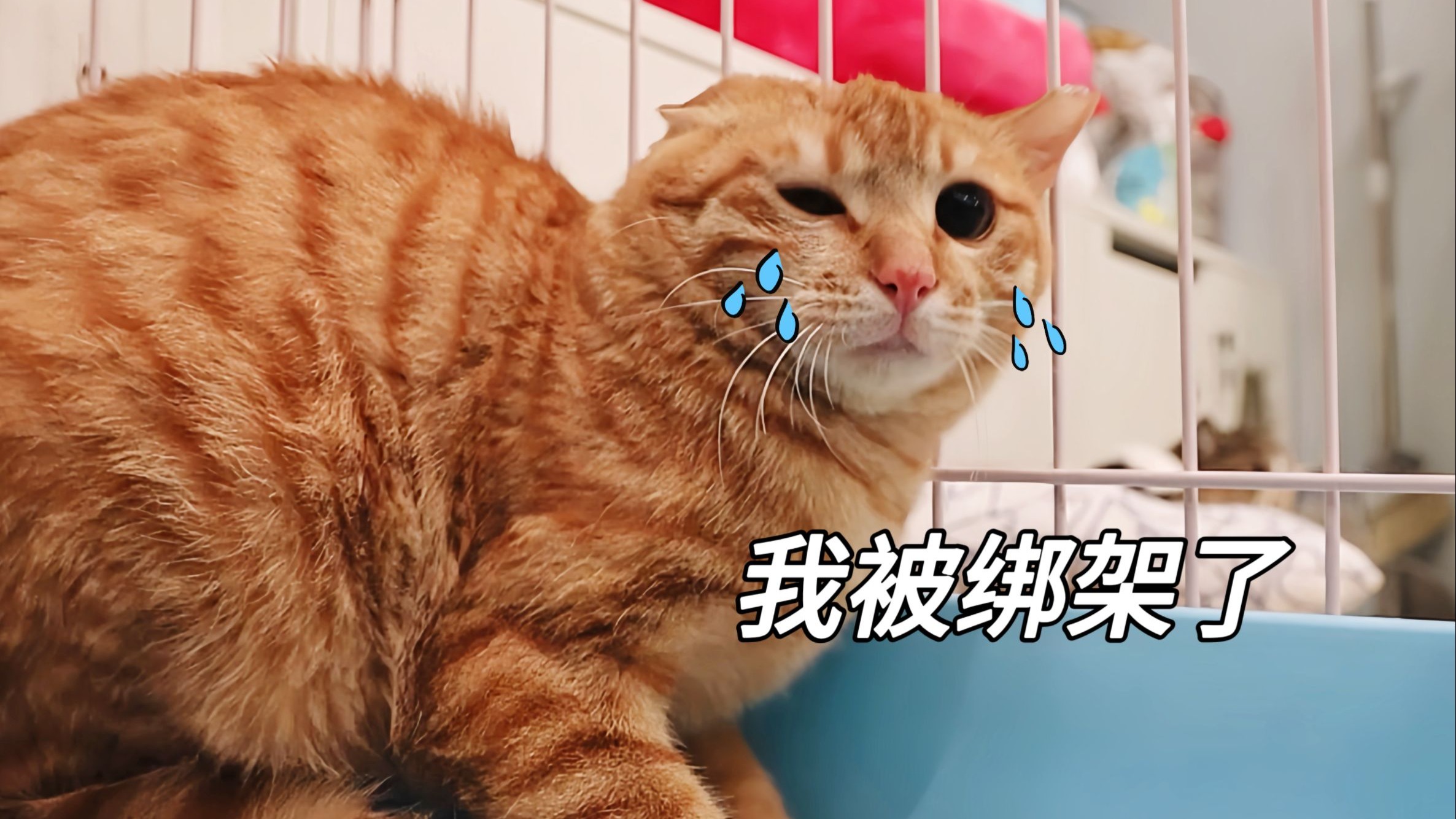 胆小浪橘喜提爱心小姐姐领养，出发前吓成飞机耳炸毛起飞