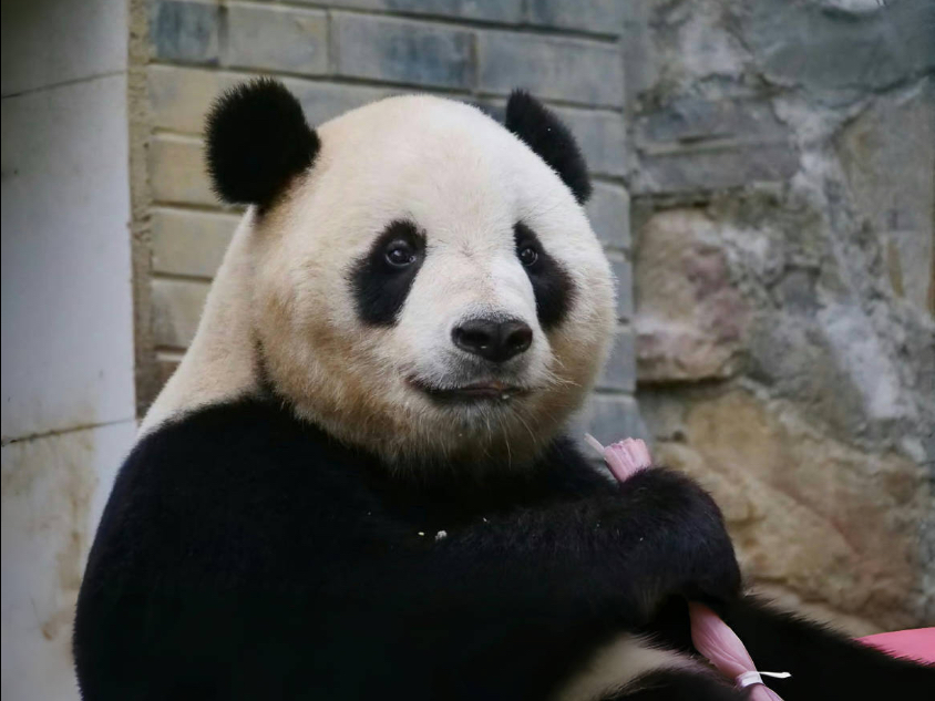 泰山洗白白，求表扬，奶妈没让他失望，彩虹屁和好吃的都安排上～