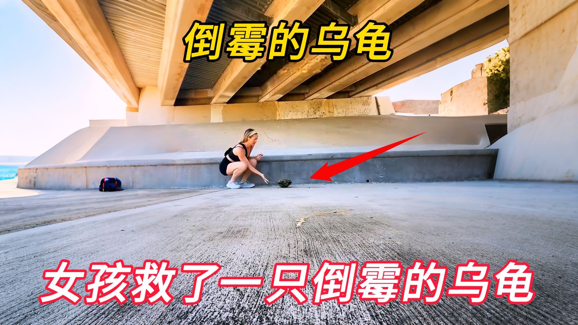 倒霉的乌龟刚恢复自由就掉进斜坡受伤严重，女孩将它带回家照顾