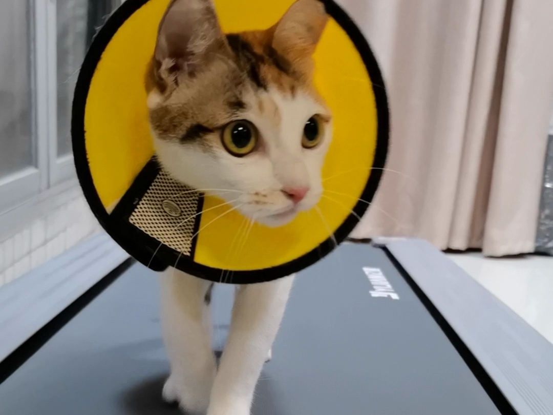 这是2021年绝育第二天的小猫咪。被她吵得受不了，给她开了个最