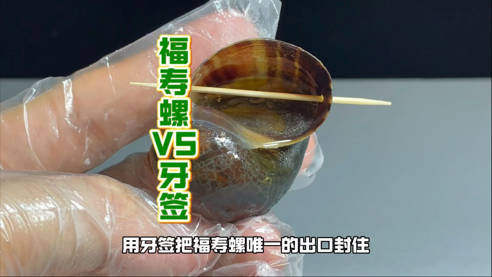 把牙签堵住福寿螺的出口，它是否还能逃出去？