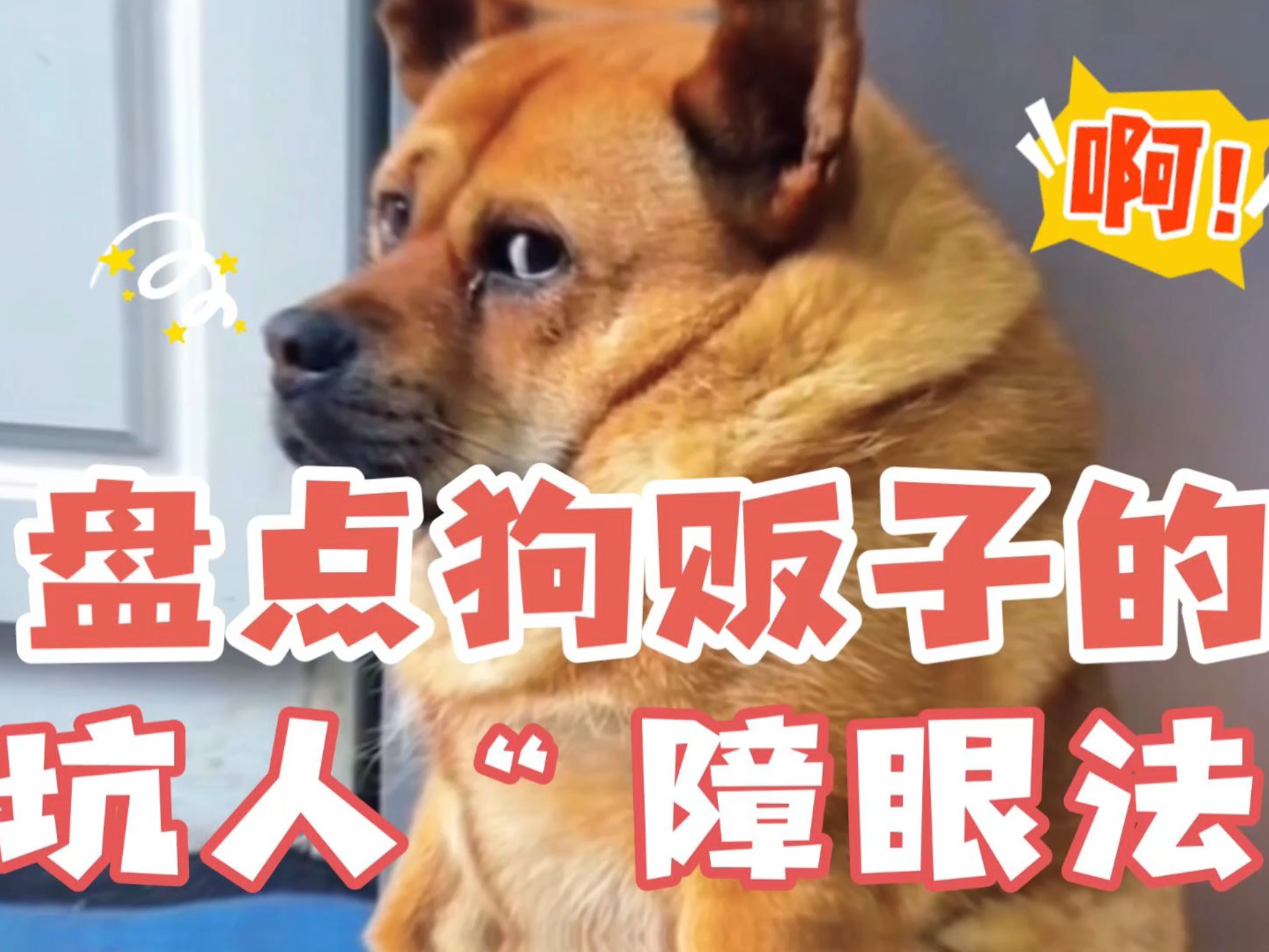 盘点狗贩子们的那些坑人的“障眼法”！