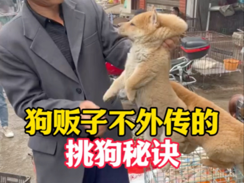 狗贩子不外传的挑狗秘诀