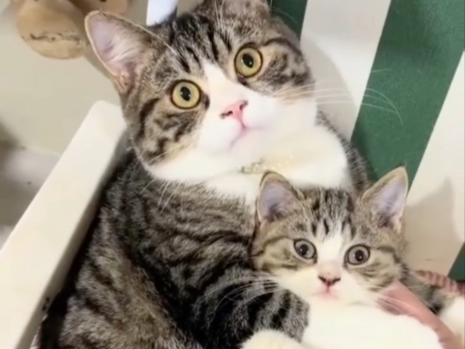 猫咪的妈妈环抱