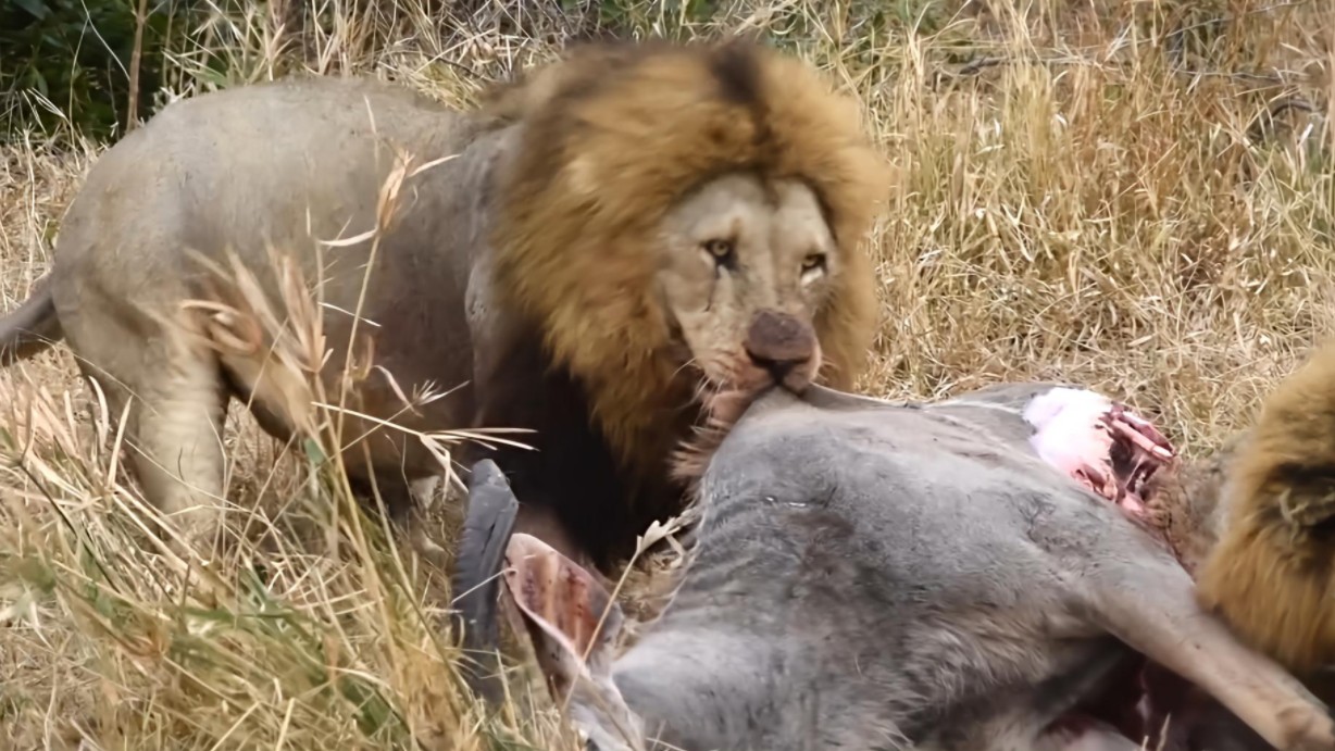 平原雄狮在西部大吃大喝，先吃长颈鹿再吃大捻角羚，外面乱成一锅