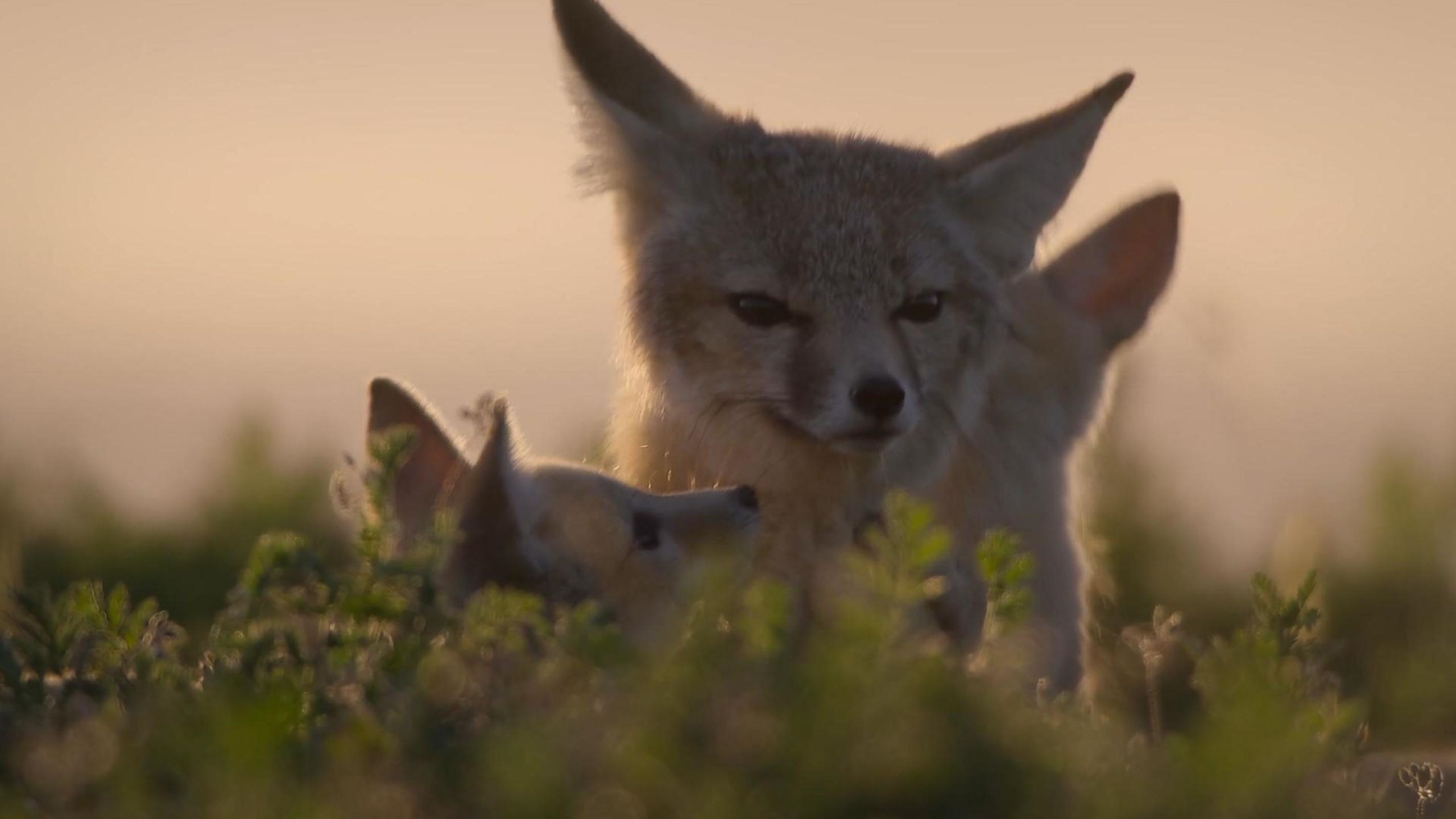 “河谷月光里，大耳藏着风”